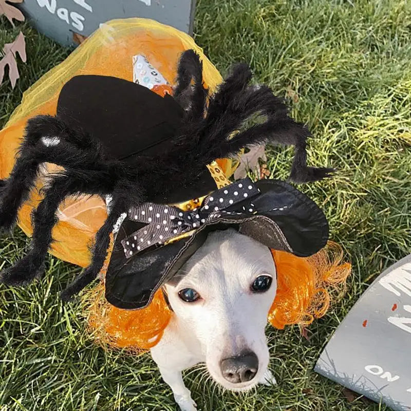 Costume Araignée D'Halloween Chien & Chat